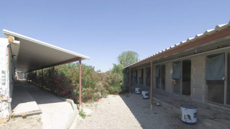 Residencia Canina Green House – residencia canina en Lleida
