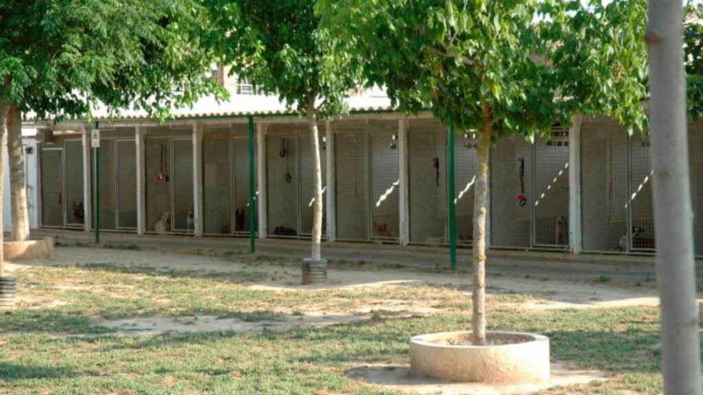 residencia canina borgescan