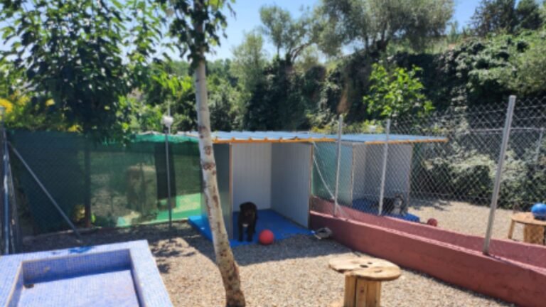 residencia canina abc canino