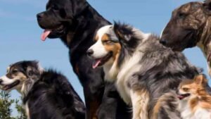 guarderia canina de pelo en perro