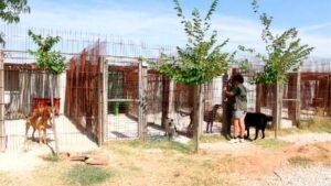 residencia canina riberbox