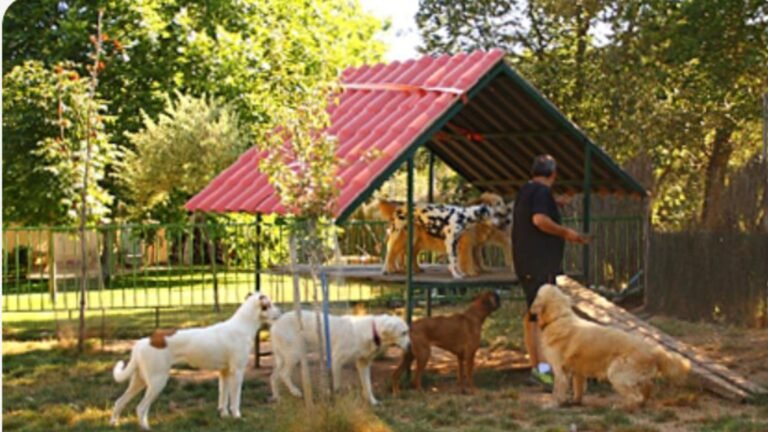 residencia canina paraje el salvador