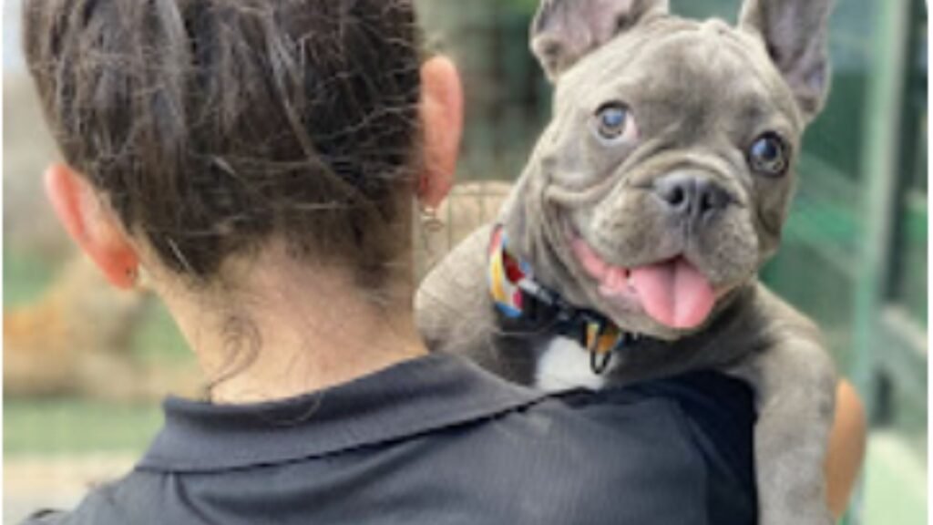 guardería canina talento