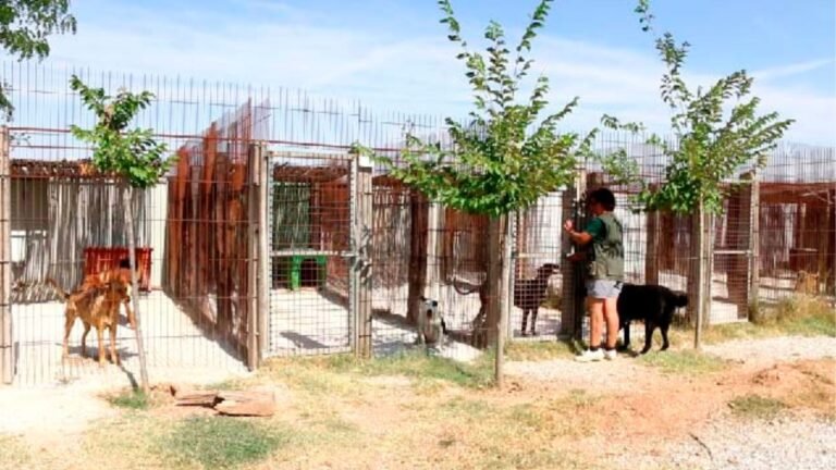 guardería canina riberbox