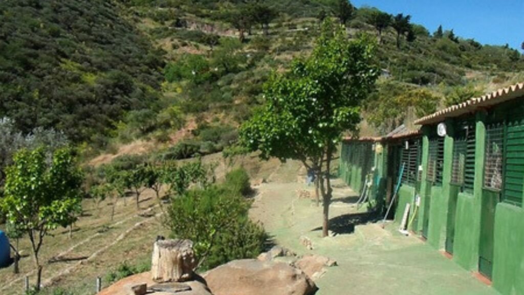 guardería canina bracos