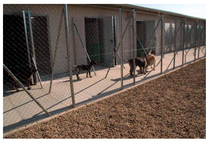 residencia canina cuadrupedos
