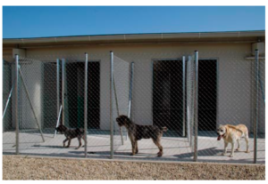 residencia canina cuadrupedos