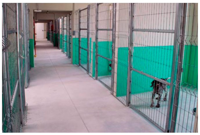 residencia canina cuadrupedos
