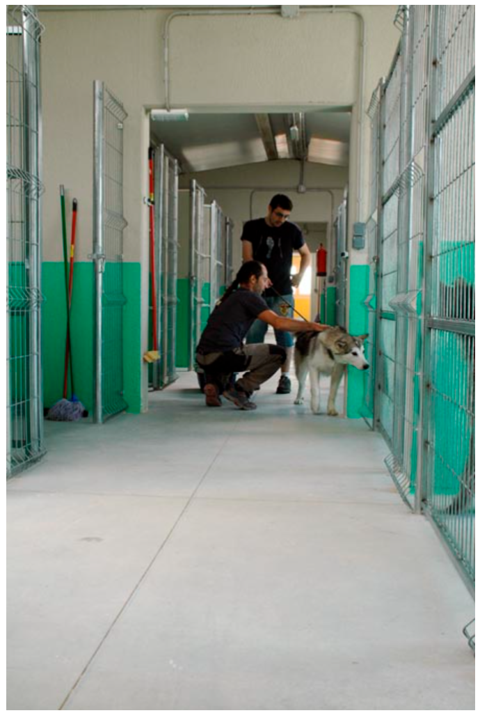 guardería canina cuadrúpedos