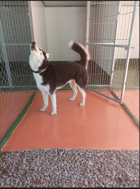 ABC canino