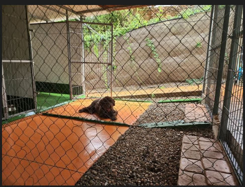 ABC canino