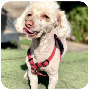 guardería canina talento