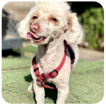 guardería canina talento