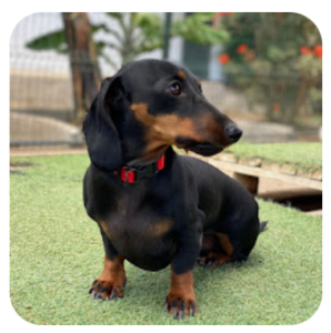 guardería canina talento