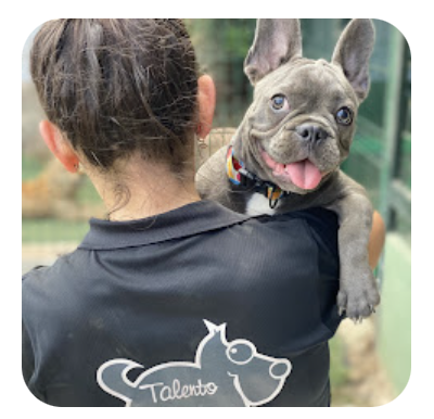 guardería canina talento