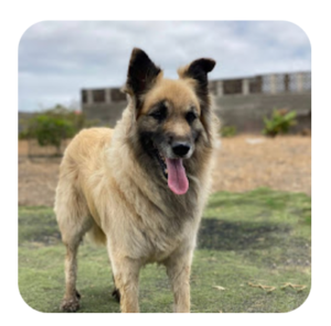 guardería canina talento