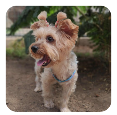 guardería canina talento