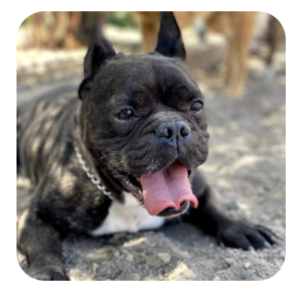 guardería canina talento