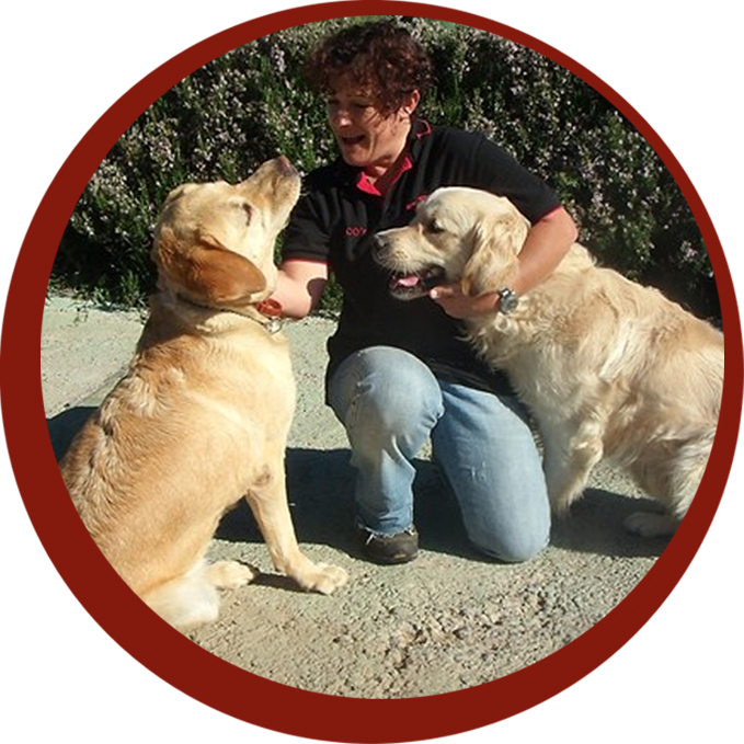 guardería canina bracos
