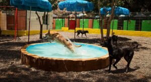 residencia canina maspalomas
