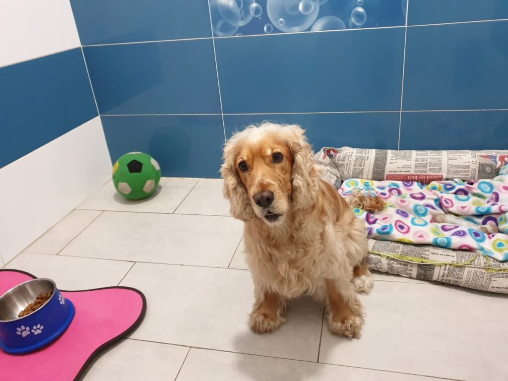 hotel canino ábora