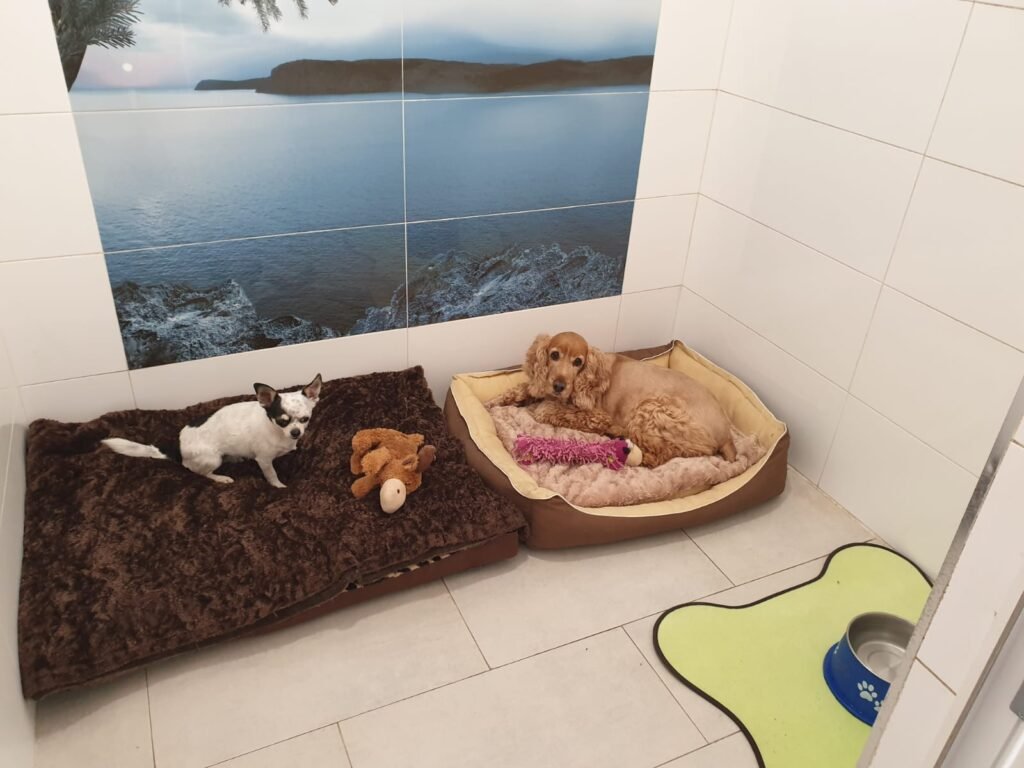 hotel canino ábora