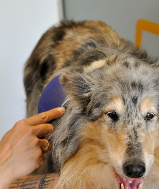 guarderia canina de pelo en perro