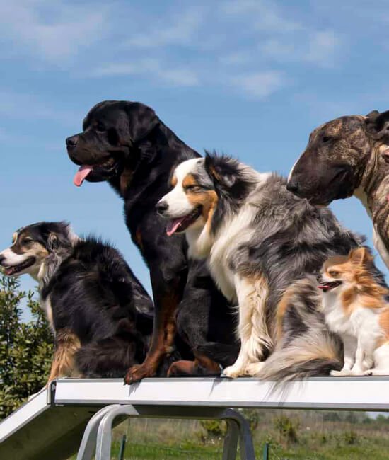 guarderia canina de pelo en perro