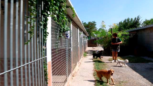 residencia canina riberbox