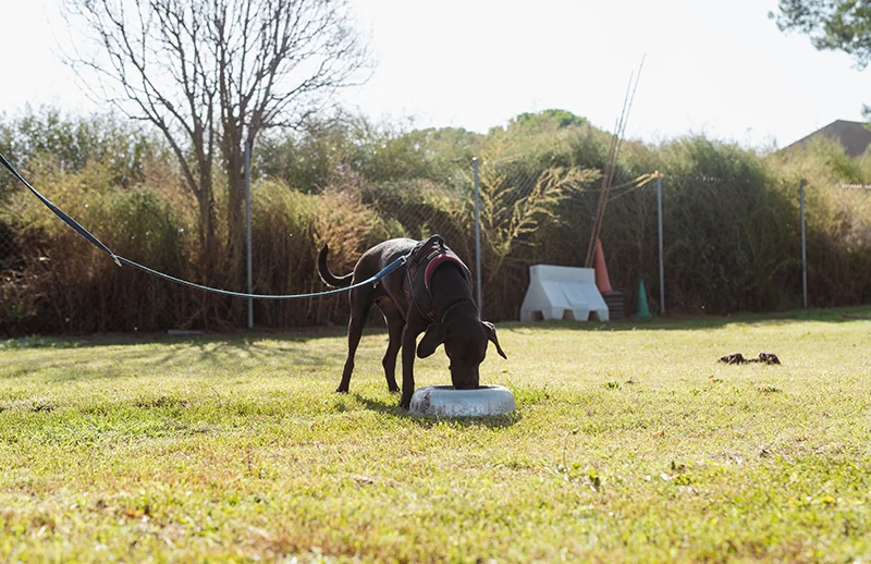 residencia canina wau