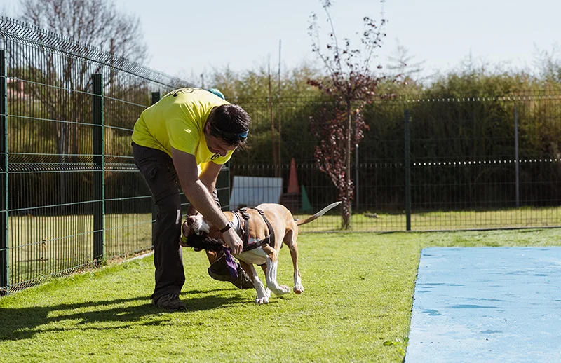 residencia canina wau