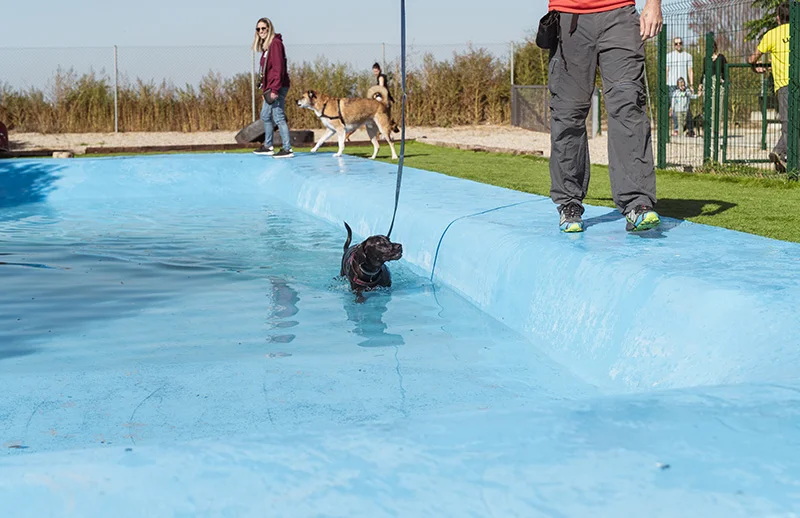 residencia canina wau