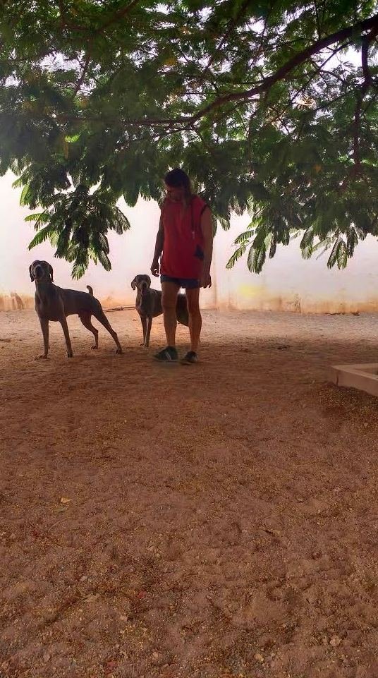 residencia canina tarazona