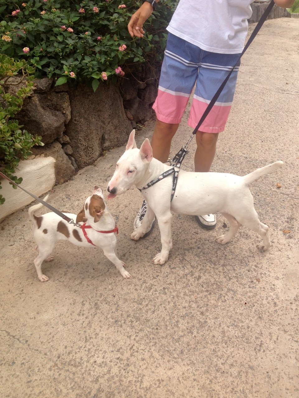 residencia canina canarycan