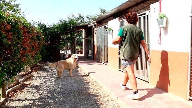 residencia canina riberbox