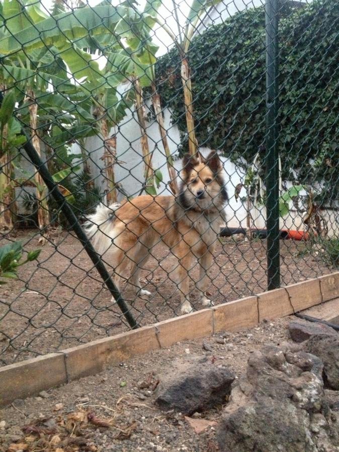 residencia canina canarycan
