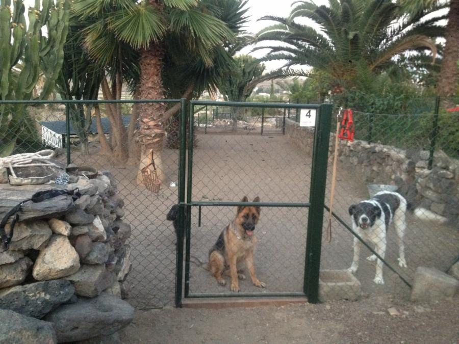 residencia canina canarycan