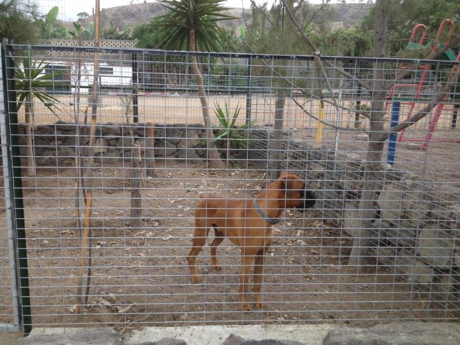 residencia canina canarycan