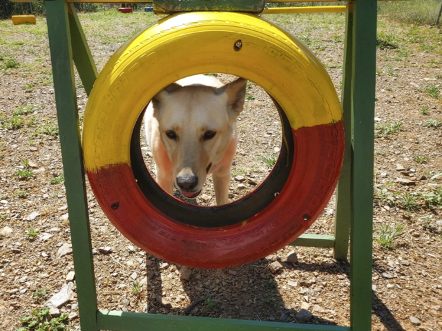 residencia canina mi casa