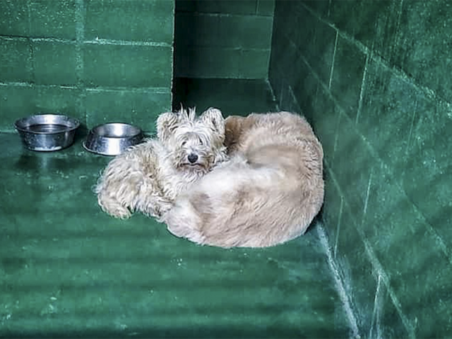 residencia canina mi casa
