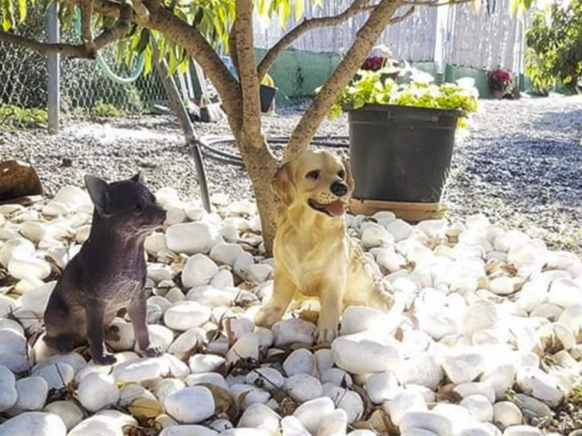 residencia canina mi casa