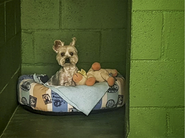 residencia canina mi casa