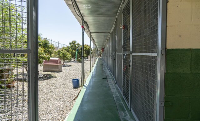 residencia canina mi casa