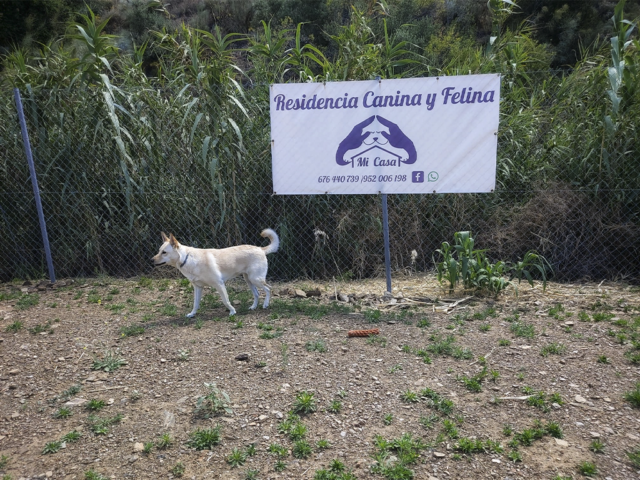 residencia canina mi casa