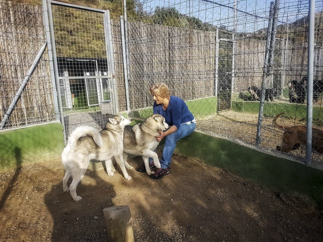 residencia canina mi casa
