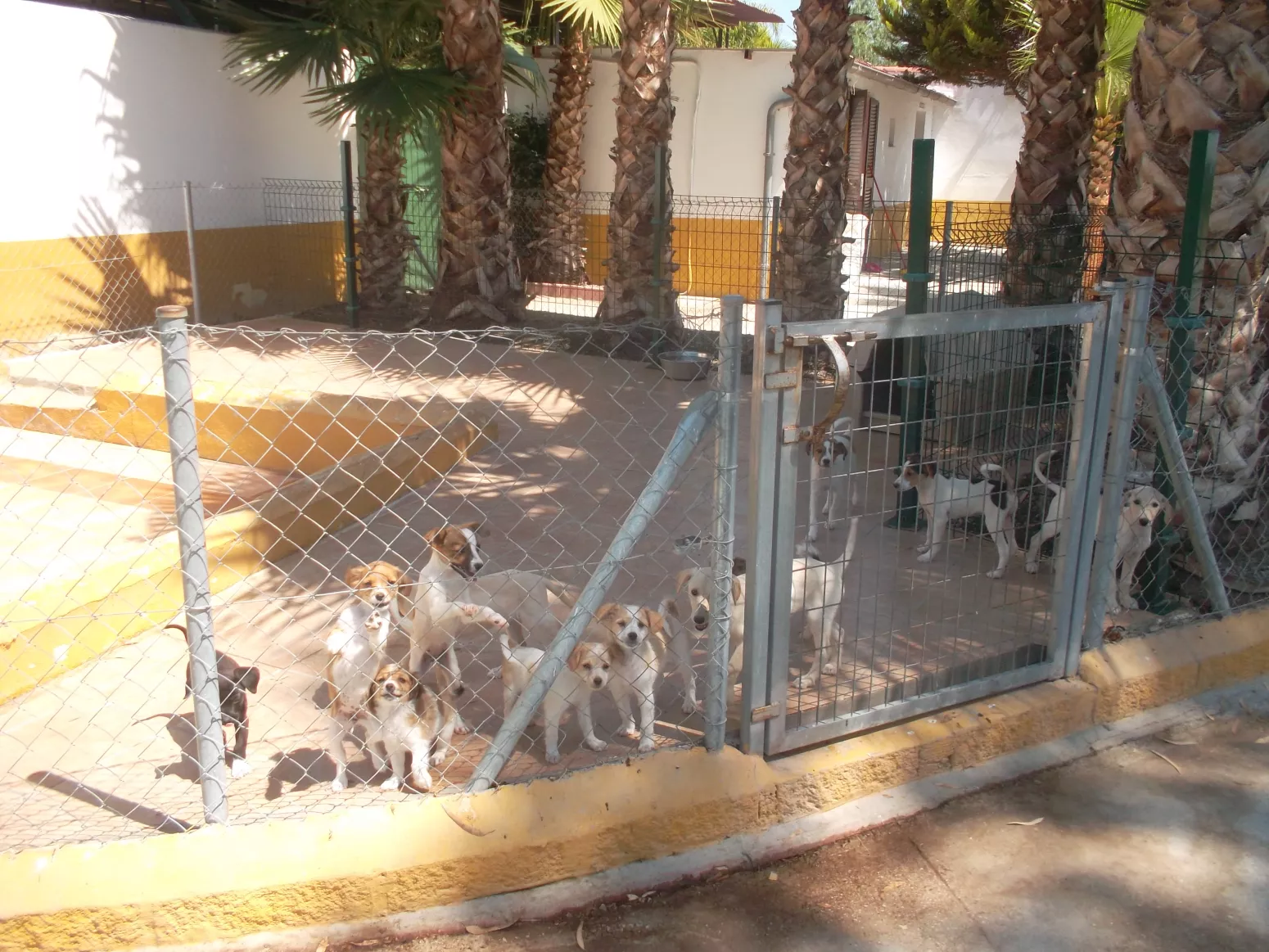 residencia canina paraiso malaga