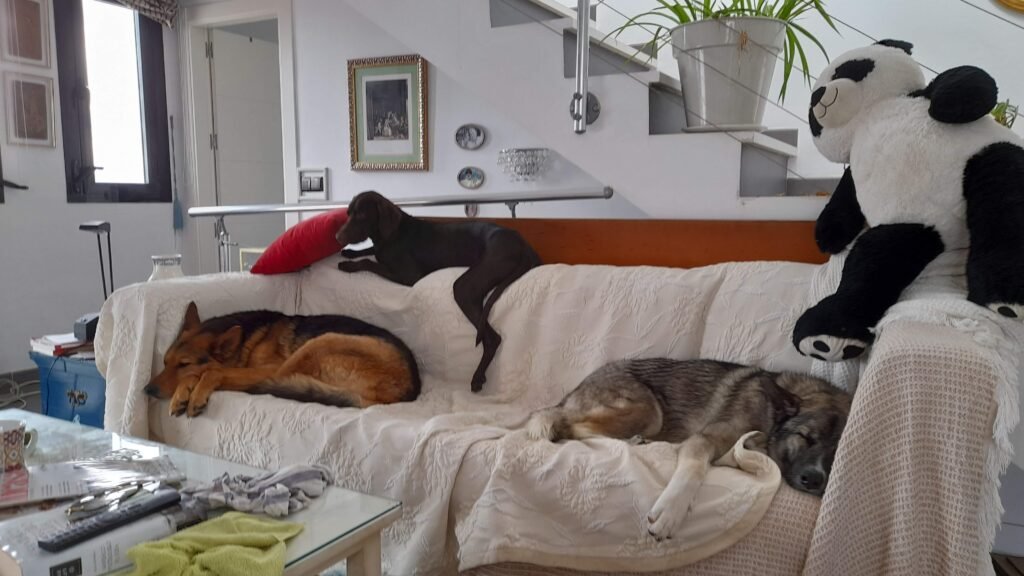 residencia canina de los reyes