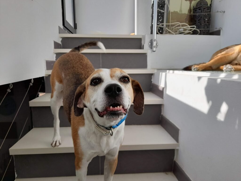 residencia canina de los reyes