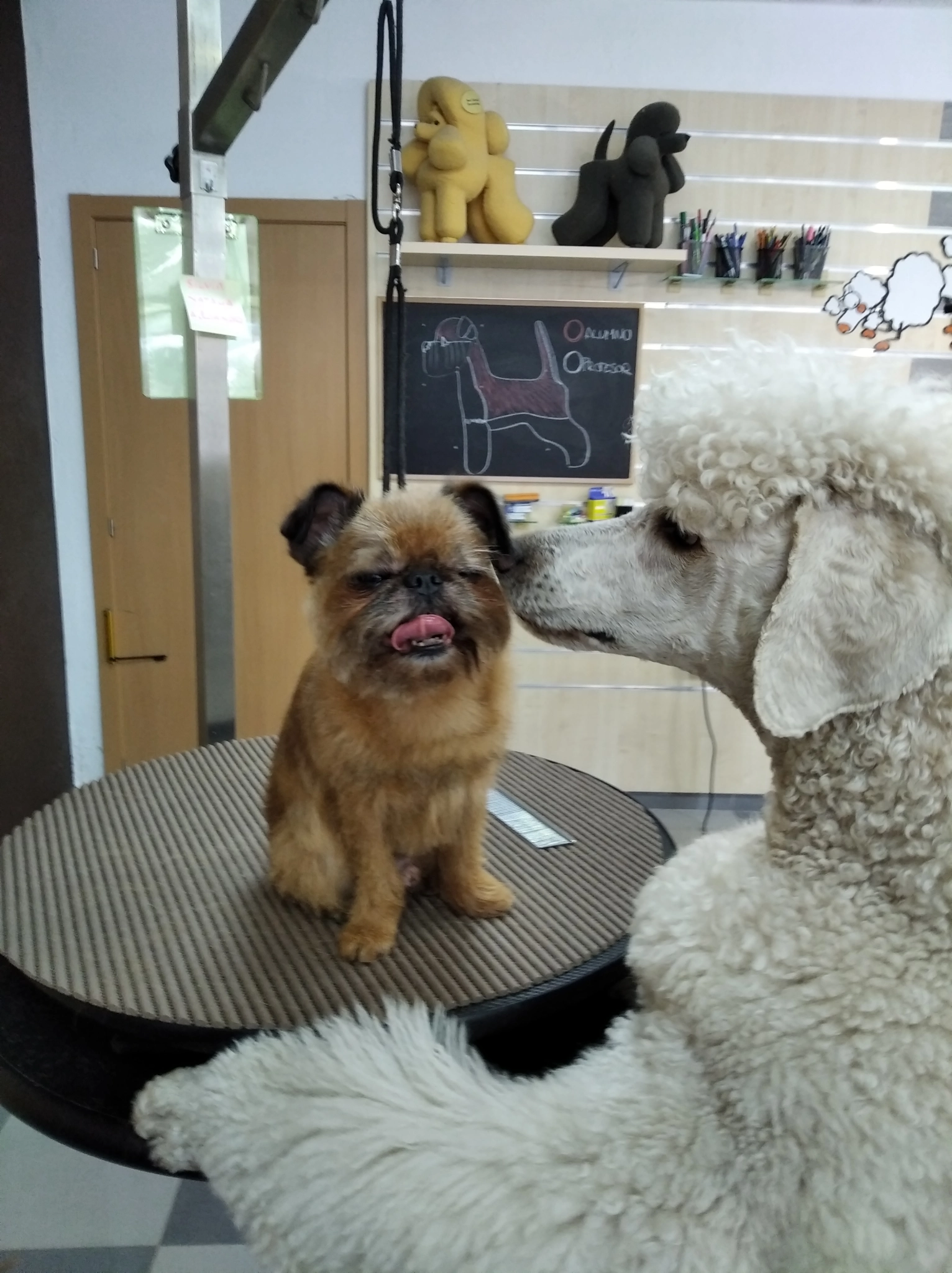 guardería canina silvita guau guau