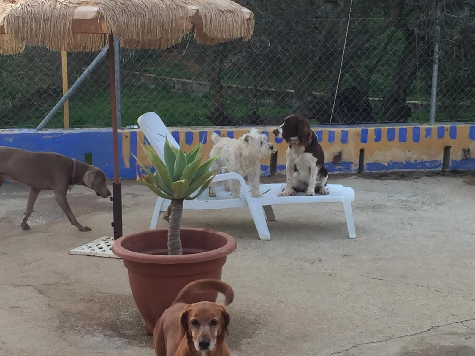 residencia canina komoenkasa kek